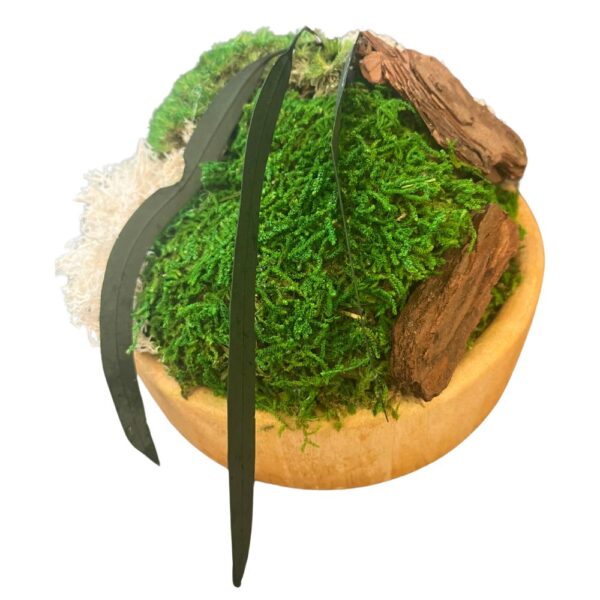 Serene: Preserved Moss Center Piece - wooden bowl - Image 5